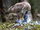 buizerd thumbnail