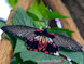 papilio lowii thumbnail