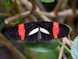 heliconius erato thumbnail