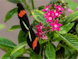 heliconius erato2 thumbnail