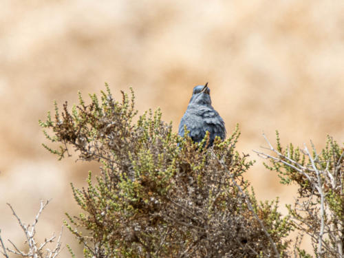 blauwe rotslijster