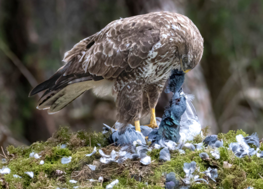 buizerd