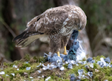 buizerd thumbnail