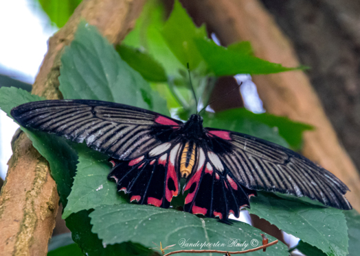 papilio lowii