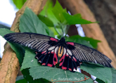 papilio lowii thumbnail