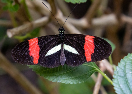 heliconius erato