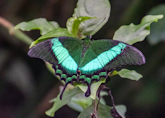 papilio palinurus thumbnail