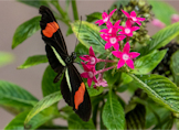 heliconius erato2 thumbnail